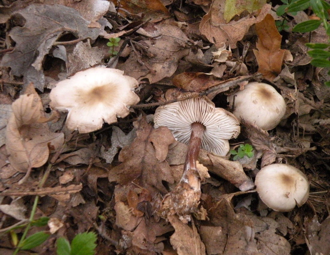 Nei boschi di Ulderico